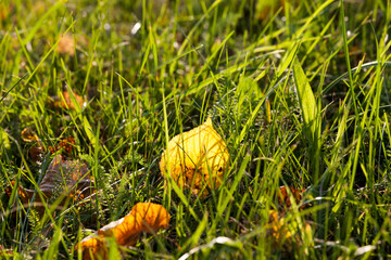 deciduous trees in the autumn season