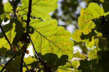 influence and impact of the autumn season on nature