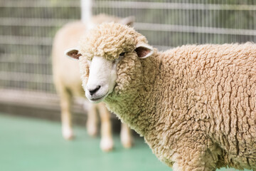 神奈川県・平塚市総合公園ふれあい動物園