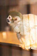 神奈川県・平塚市総合公園ふれあい動物園