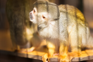 神奈川県・平塚市総合公園ふれあい動物園
