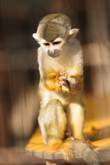 神奈川県・平塚市総合公園ふれあい動物園
