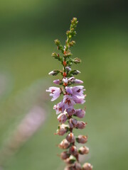 Heather (Calluna vulgaris)