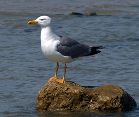 
The seagull is a characteristic bird of seas and rivers