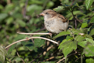 Sparrow perching on a twig