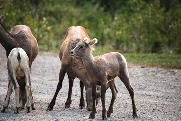 Mountain Goat in the Mountains