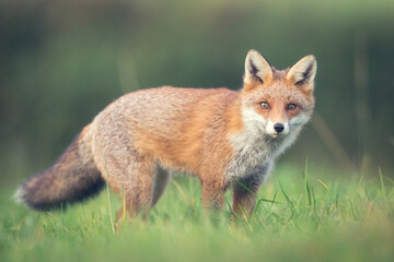 Naklejka na ściany i meble Red fox photographed in Ireland Co Carlow