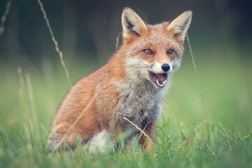 Red fox photographed in Ireland Co Carlow