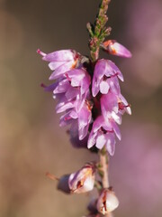 Obraz premium Heather (Calluna vulgaris)