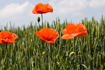 red poppies in the agricultural field