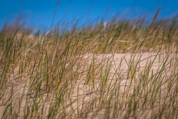 Coastal grasses on the beach