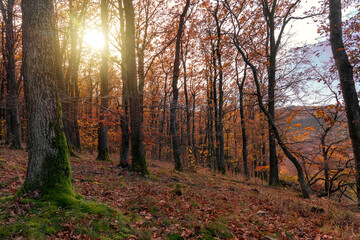 Moss on the tree in the autumn forest with sunight in Kőszeg mountain Hungary
