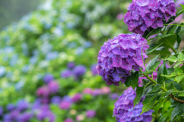 ボケをバックに雨の中の紫のアジサイの花