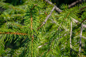 Pine needles close up