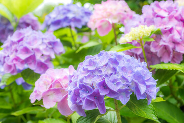 Obraz premium 鮮やかな紫からピンクのアジサイの花