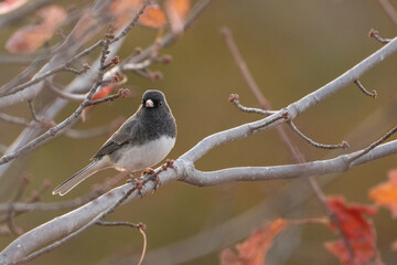 Dark eyed Junco