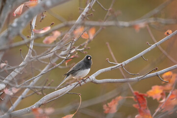 Dark eyed Junco