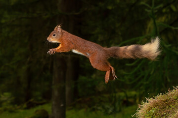 Jumping Red Squirrel (Sciurus vulgaris) wild animals photographed against a green background.  © Chris Chambers