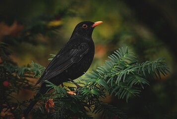 Amsel im letzten Sonnenlicht