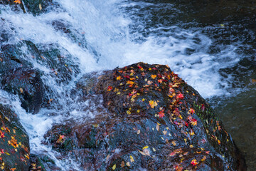 岩の上の落ち葉と渓流
