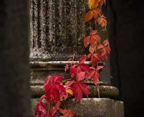 red ivy in autumn