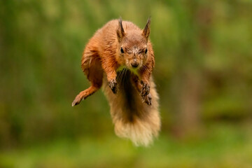 Jumping Red Squirrel (Sciurus vulgaris) wild animals photographed against a green background. 