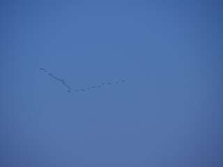 a flock of flying black big birds in the shape of the letter V on a beautiful blue sky,