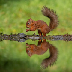 Naklejka na ściany i meble Red Squirrel reflection (Sciurus vulgaris) wild animals photographed against a green background. 