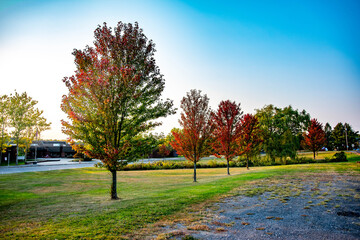 trees changing color in autumn