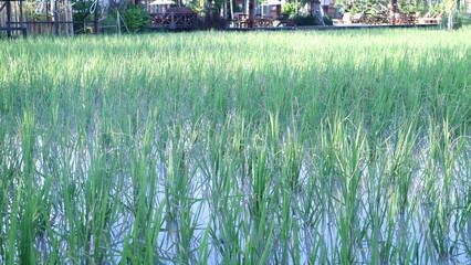 rice field