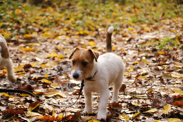 walk in the woods with a jack russel terrier