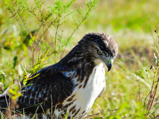 Closeup of a Red-Tailed Hawk Bird of Prey Raptor Sitting on the Ground in a Prairie Field as it Looks Down on the Ground as It Hunts for Prey on a Summer Day in the Afternoon Sunshine