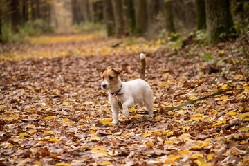 Naklejka na ściany i meble walk in the woods with a jack russel terrier