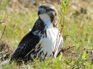 Closeup of a Red-Tailed Hawk Bird of Prey Raptor Sitting on the Ground in a Prairie Field in a Profile View as It Hunts for Prey on a Summer Day in the Afternoon Sunshine
