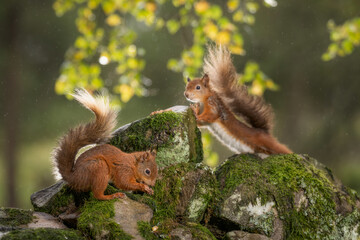 Red Squirrel (Sciurus vulgaris) wild animals photographed against a green background. 