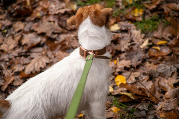 walk in the woods with a jack russel terrier