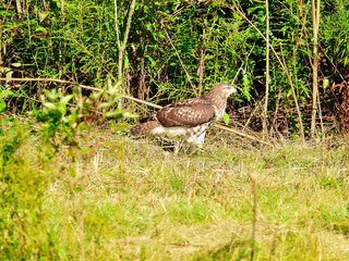 A Red-Tailed Hawk Bird of Prey Raptor in a Profile View as It Sits on the Ground in a Prairie Field in Front of Green Brush on a Sunny Summer Day