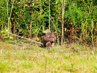 A Red-Tailed Hawk Bird of Prey Raptor Sits on the Ground of a Field in Front of Green Brush Looking to the Side and Showing Its Red Tail Feathers