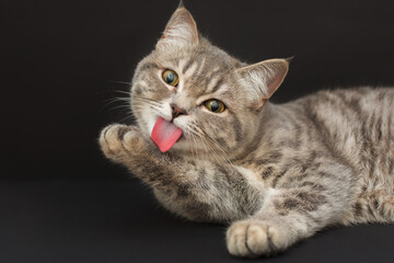 a cute gray kitten with yellow eyes licks a paw, a long pink tongue. close-up, horizontal photo.