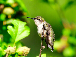 A Young Ruby-Throated Hummingbird with Fluffed Out Feathers Perched on a Branch with Green Leaves and Flower Buds in the Background with Iridescent Green and White Plumage