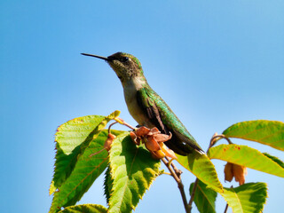Ruby-Throated Hummingbird Perched on a Tree Top with Green Leaves on the Branches Stretching Its Neck with a Bright Blue Sky in the Background Showing Its Iridescent Green and White Feathers