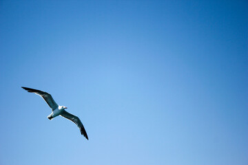 Obraz premium seagull flying over the sea with the clear sky in the background and open wings on a summer day with space for text