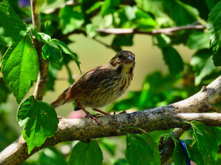 A Young Juvenile House Finch Bird Perched on a Tree Branch Surrounded by Sunlight and Green Leaves