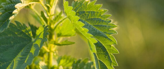 Nettle plant  - green natural and warm day light background with soft bokeh. BANNER. reen nettle plant blur bokeh background. Copy space for text.