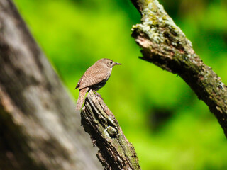 A House Wren Bird Sits on a Broken Tree Branch in a Profile View in the Sunlight with Other Branches and Green Foliage in the Background