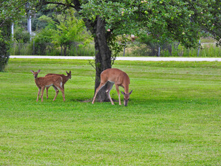 Obraz premium Two White-Tailed Deer Fawns Join Their Mother Doe and Take Advantage of Fallen Crab Apples Under the Tree on the Roadside on a Summer Morning