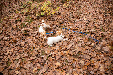 walk in the woods with a jack russel terrier