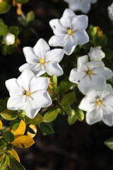 Fototapeta na wymiar Closeup of beautiful white gardenia flower with native honey bees collecting pollen