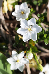 Closeup of beautiful white gardenia flower with native honey bees collecting pollen