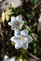 Obraz premium Closeup of beautiful white gardenia flower with native honey bees collecting pollen